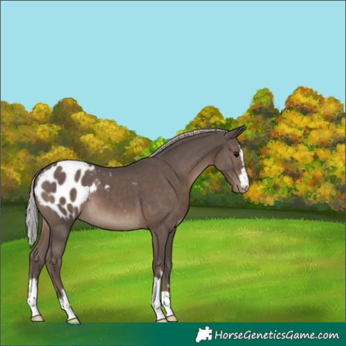Horse Color:Silver Black Appaloosa