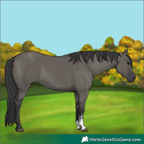 Horse Color:Grullo Sabino Rabicano 