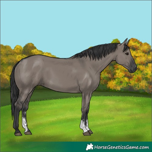 Horse Color:Grullo Sabino Rabicano