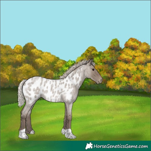 Horse Color:Silver Grullo Roan Appaloosa 