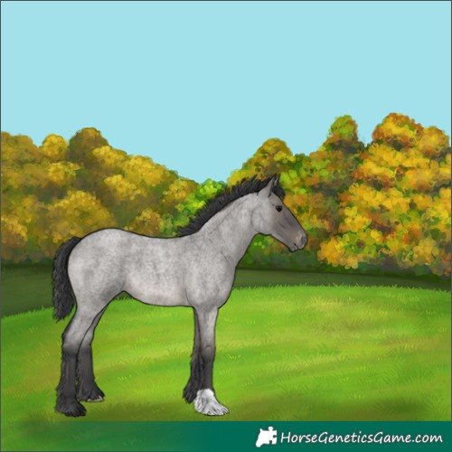 Horse Color:Grullo Roan Varnish 