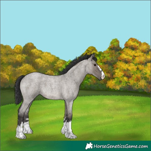 Horse Color:Grullo Roan 