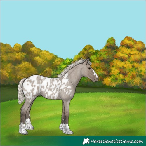 Horse Color:Silver Smoky Grullo Roan Near Leopard 