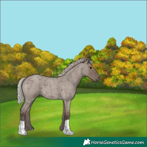 Horse Color:Silver Grullo Roan 