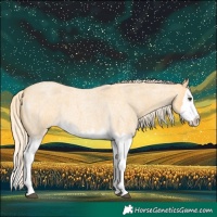 Horse Color:Palomino Roan Splash