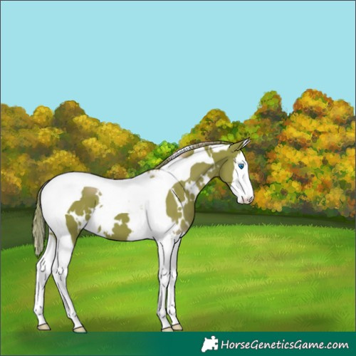 Horse Color:Watercolor White Spotted Liver Chestnut Splash Tobiano 