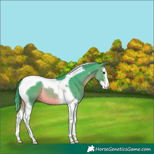Horse Color:Watercolor Brown Splash Tobiano 