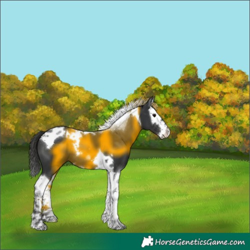 Horse Color:Black Splash Tobiano 