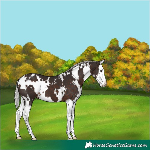 Horse Color:White Spotted Silver Brown Splash 