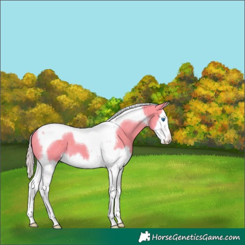 Horse Color:Watercolor Silver Black Splash Tobiano