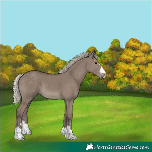 Horse Color:Silver Grullo 