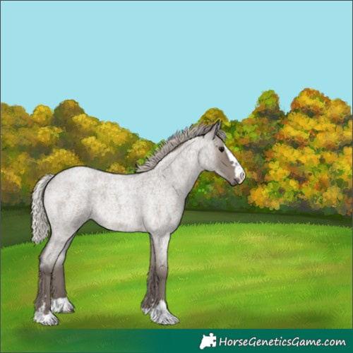 Horse Color:Silver Grullo Roan 