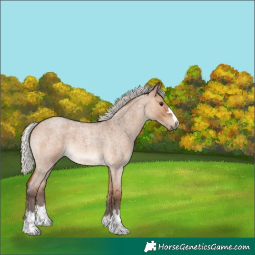 Horse Color:Silver Brown Roan Dun 
