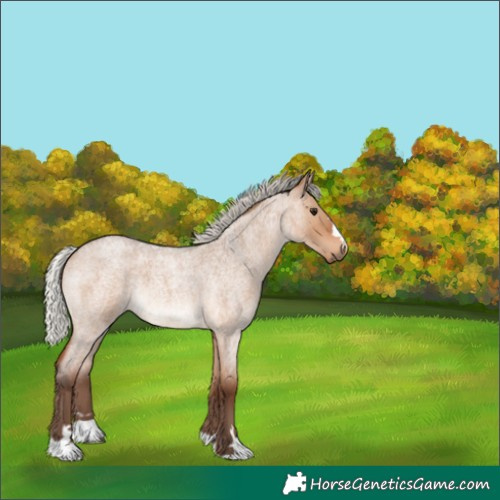 Horse Color:Silver Brown Roan Dun 