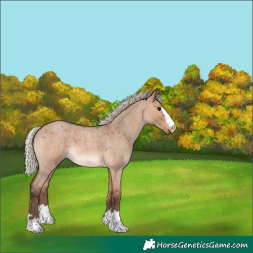 Horse Color:Silver Brown Roan Dun 