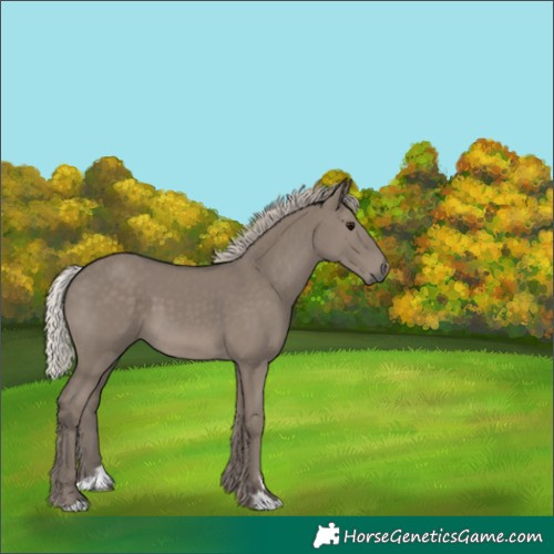 Horse Color:Silver Grullo 