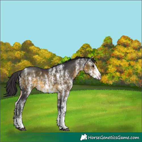Horse Color:Buckskin Sabino 