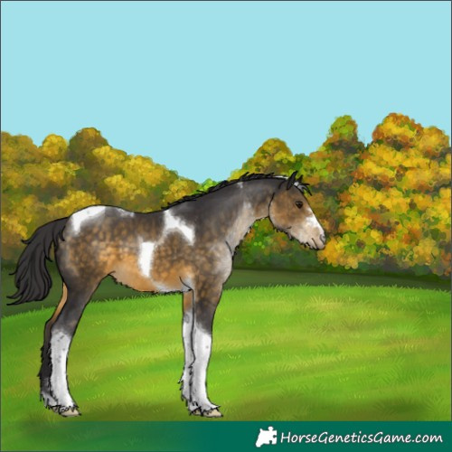 Horse Color:Buckskin Tobiano 