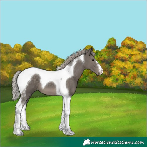 Horse Color:Silver Black Tobiano 