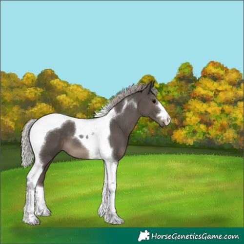 Horse Color:Silver Black Tobiano 
