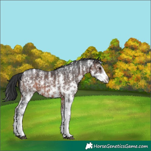 Horse Color:Brown Sabino 