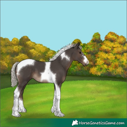 Horse Color:Silver Black Tobiano 