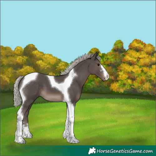 Horse Color:Silver Black Tobiano 