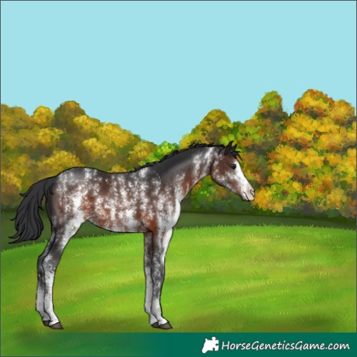 Horse Color:Brown Sabino 