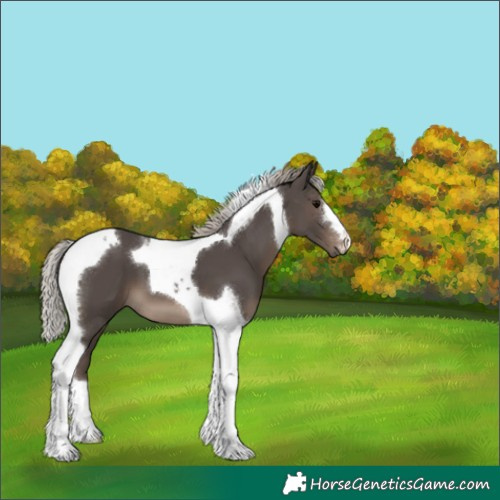 Horse Color:Silver Black Tobiano 