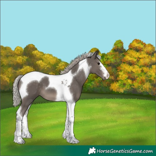 Horse Color:Silver Black Tobiano 