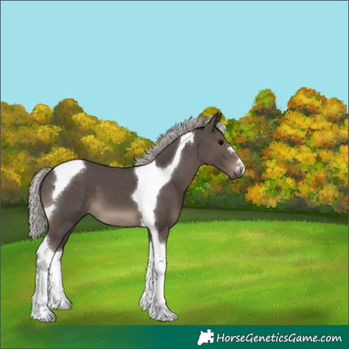 Horse Color:Silver Black Tobiano 