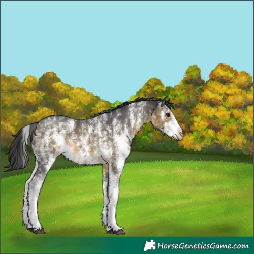 Horse Color:Buckskin Sabino 