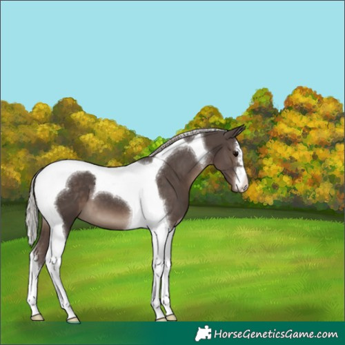 Horse Color:Silver Black Tobiano 
