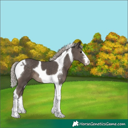 Horse Color:Silver Black Tobiano 