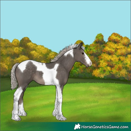 Horse Color:Silver Black Tobiano 