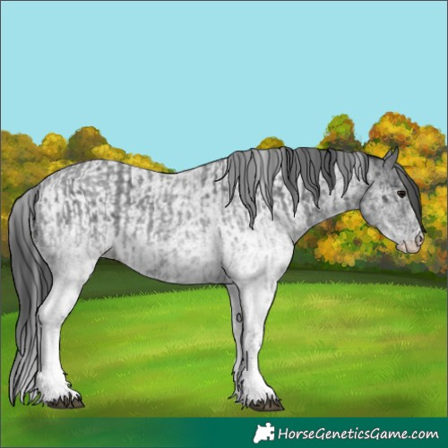 Horse Color:White Spotted Blue Roan Rabicano  and White Spotted Blue Roan Rabicano 
