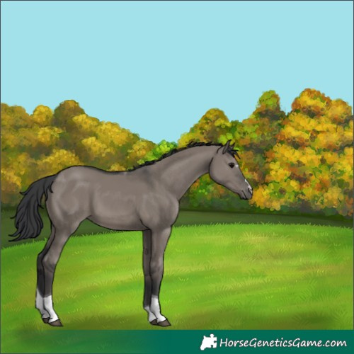 Horse Color:Grullo Tobiano 