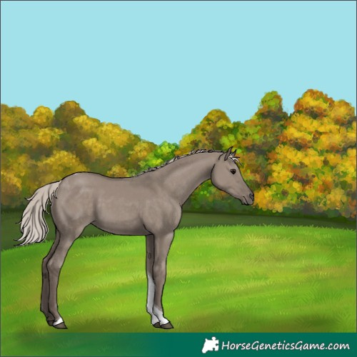 Horse Color:Silver Grullo Tobiano 