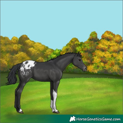 Horse Color:Black Tobiano Appaloosa 