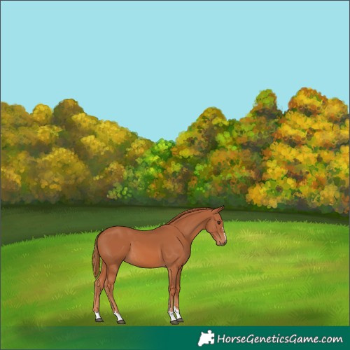 Horse Color:Chestnut 