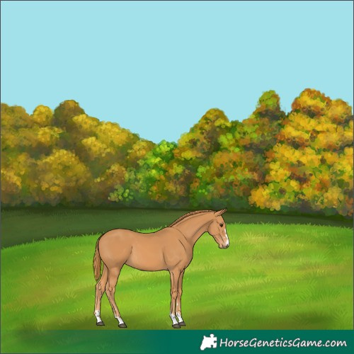 Horse Color:Chestnut 