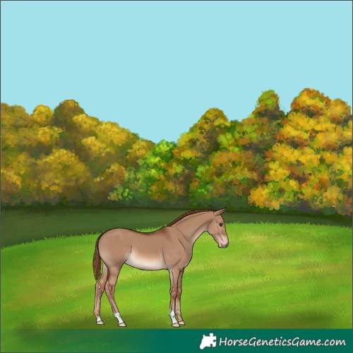 Horse Color:Red Dun 