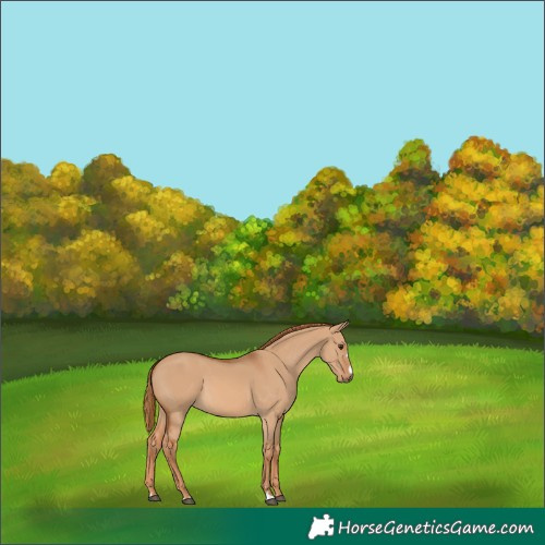 Horse Color:Red Dun 