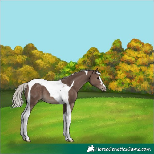 Horse Color:Silver Black Tobiano 