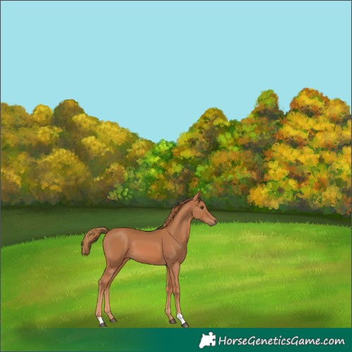 Horse Color:Chestnut 