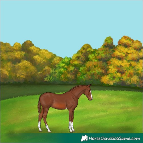 Horse Color:Chestnut 