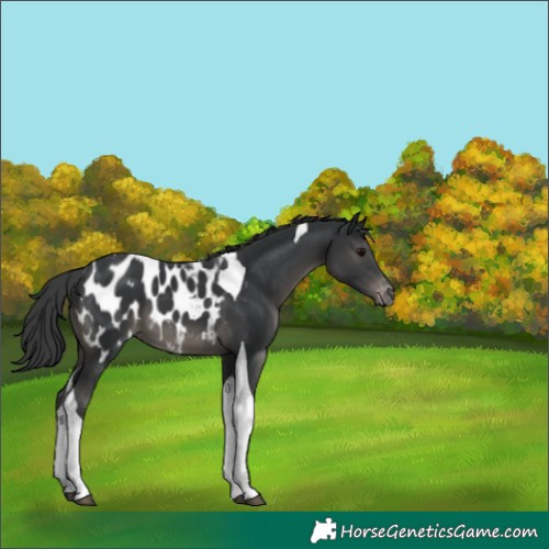 Horse Color:Black Tobiano Appaloosa 