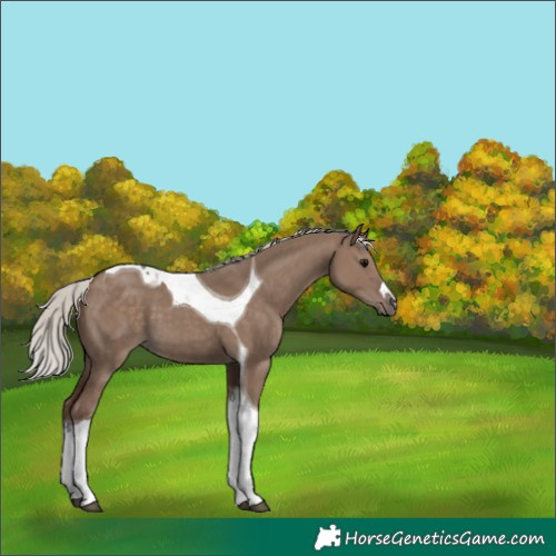 Horse Color:Silver Grullo Tobiano 