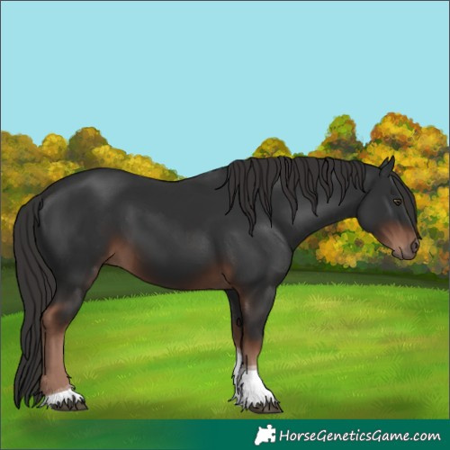Horse Color:Liver Chestnut Tobiano 
