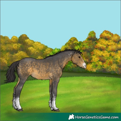 Horse Color:Buckskin Sabino 